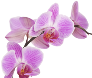 Orchidée