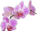 Orchidée