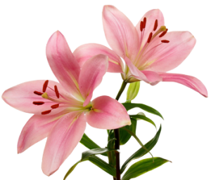 Lys