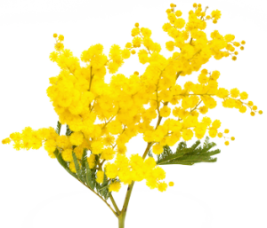 Mimosa