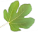 Feuille de Figuier