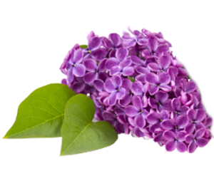 Lilas