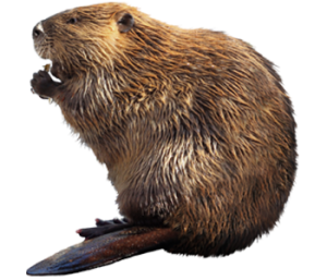 Castoreum
